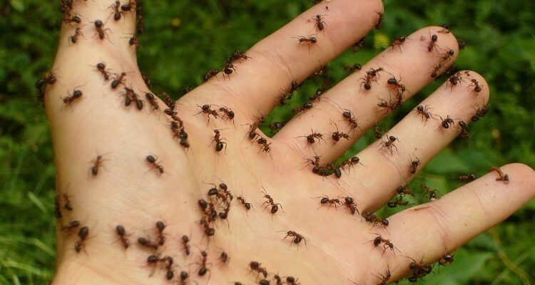 Ants Can be More Dangerous